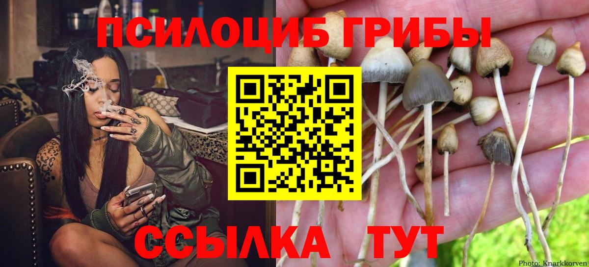 Карачаевск  Галлюциногенные грибы GOLDEN TEACHER  даркнет сайт  Вход с VPN 